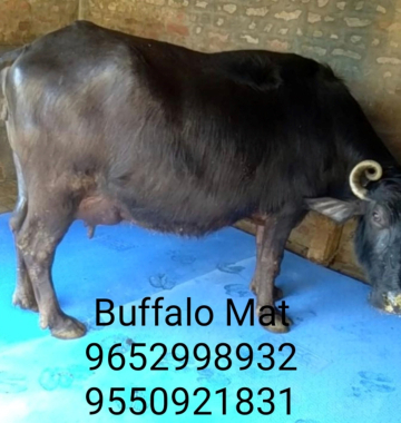 rubber cow mat price